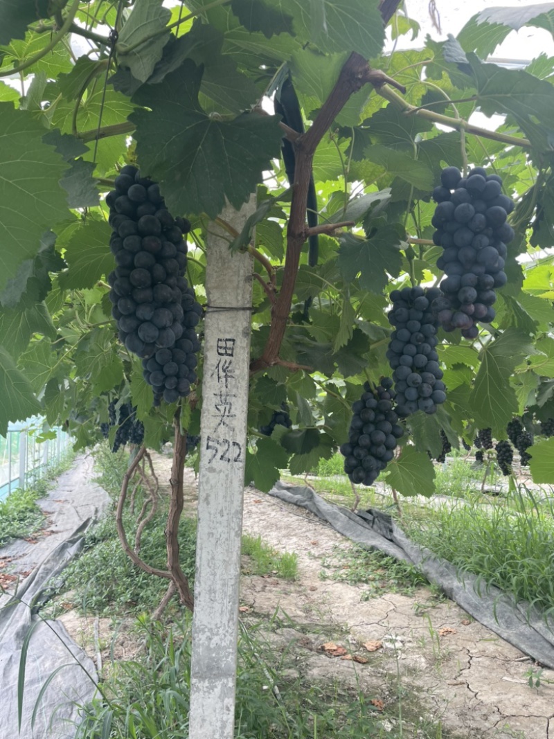 葡萄桃子夏黑价格面议