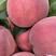 新鲜桃子，有突围，蟠桃等各种季节性鲜桃