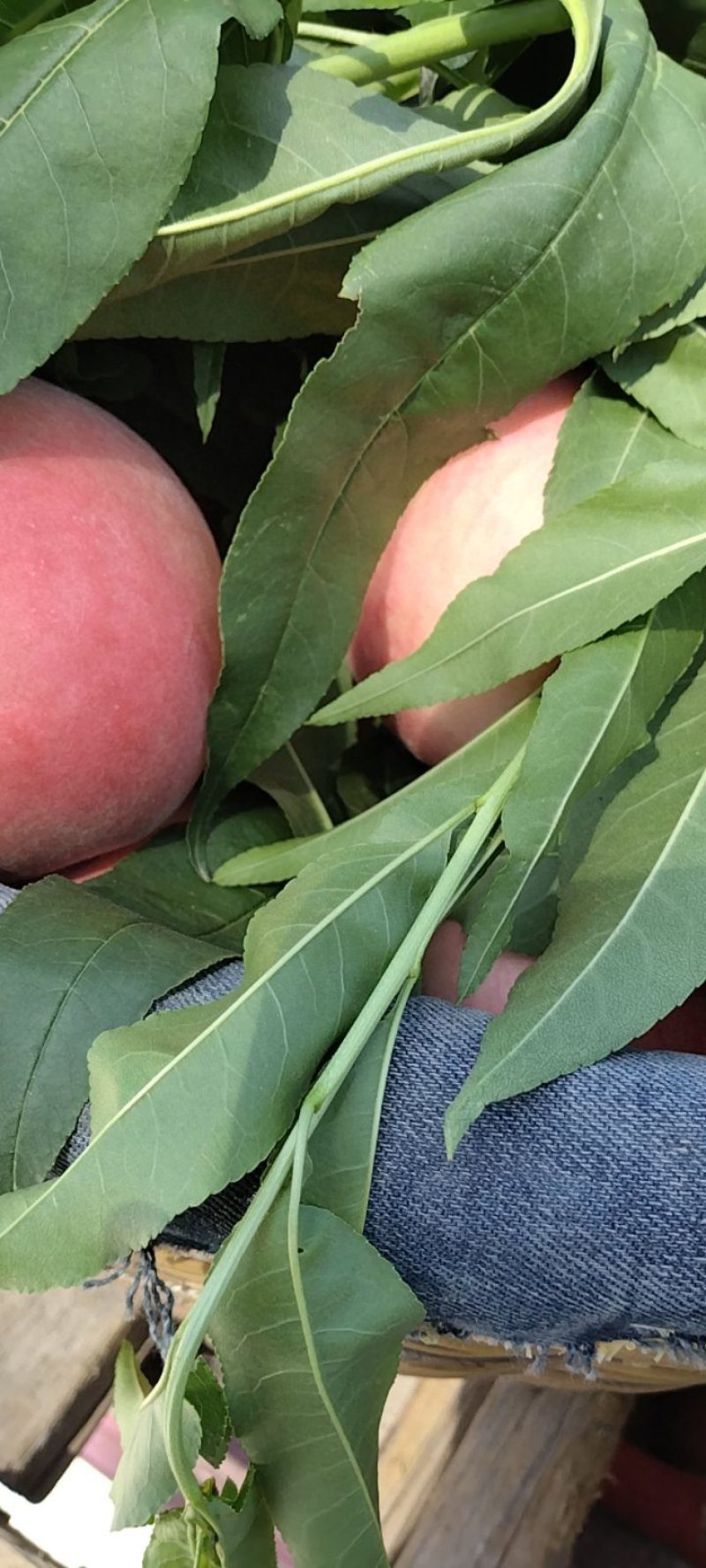 新鲜桃子，有突围，蟠桃等各种季节性鲜桃
