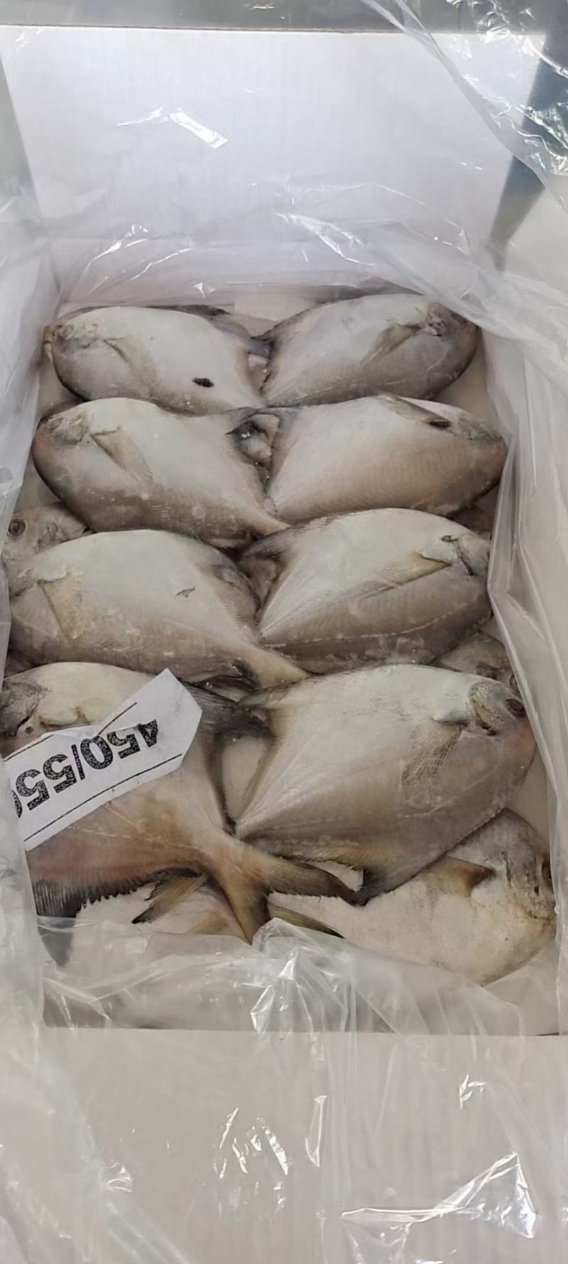 东海白鲳鱼200件起批全国各地均可直达一吨起批