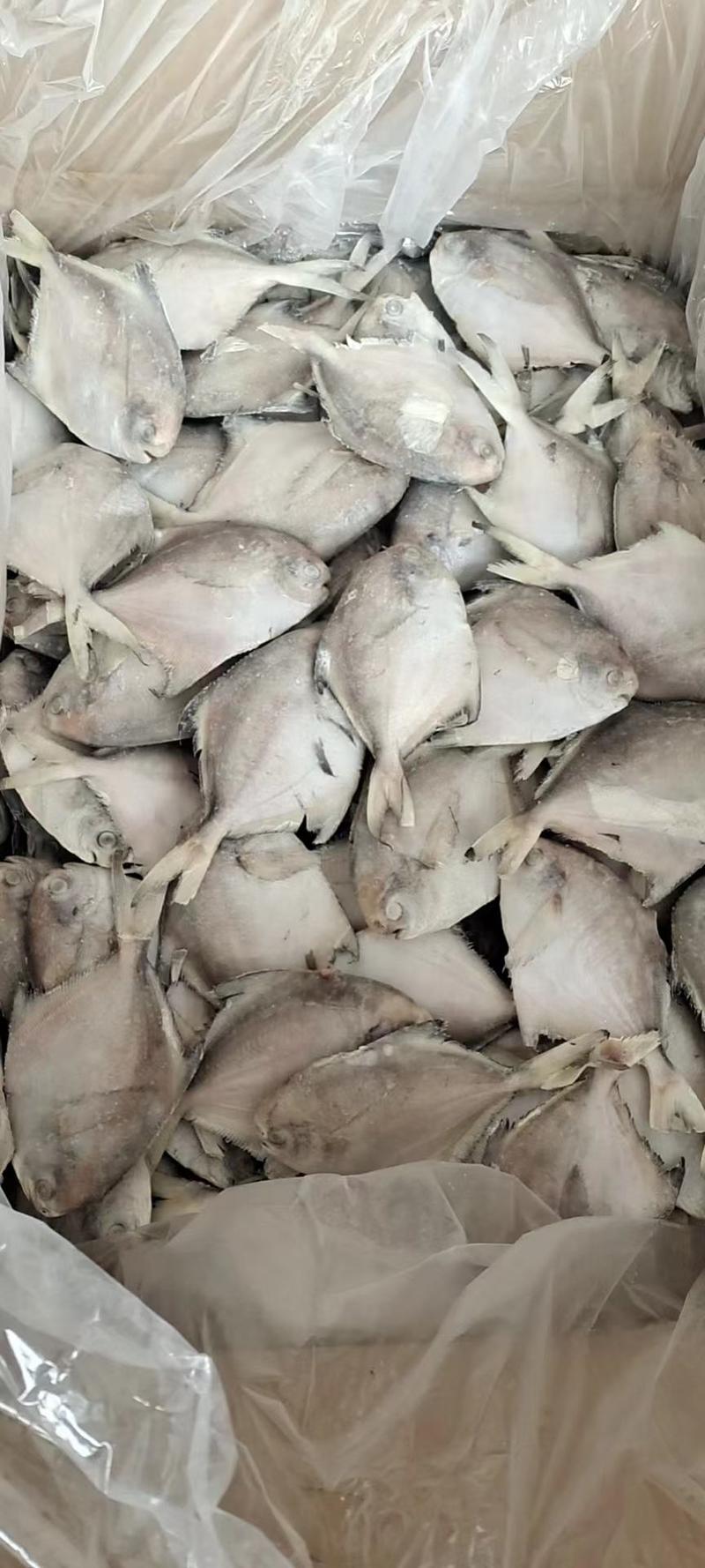 东海白鲳鱼200件起批全国各地均可直达一吨起批