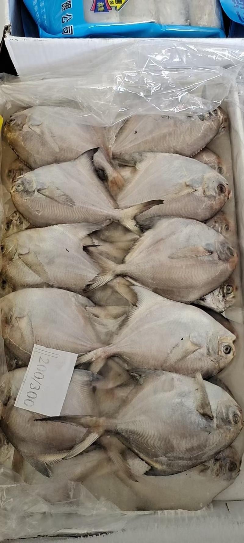 东海白鲳鱼200件起批全国各地均可直达一吨起批