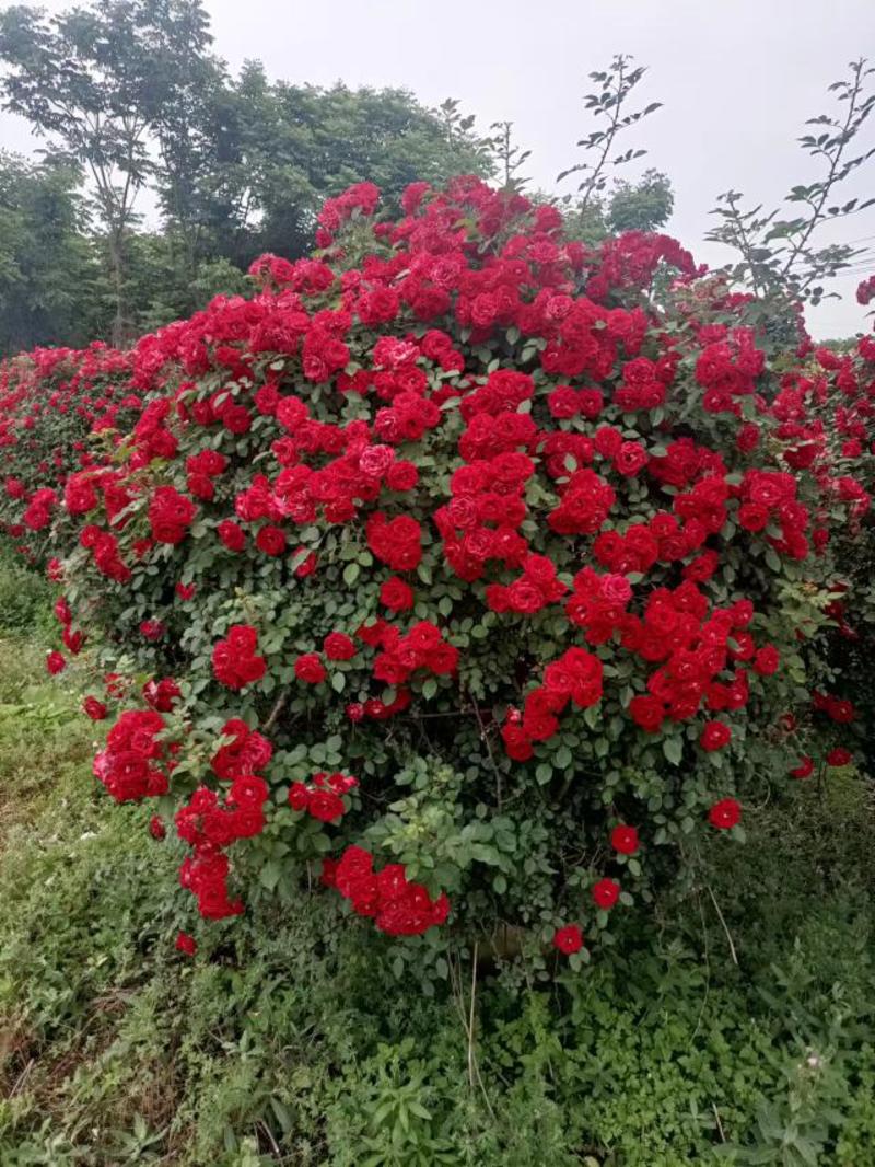 月季花球藤本月季观赏月季好成活基地直发一次合作终身朋友