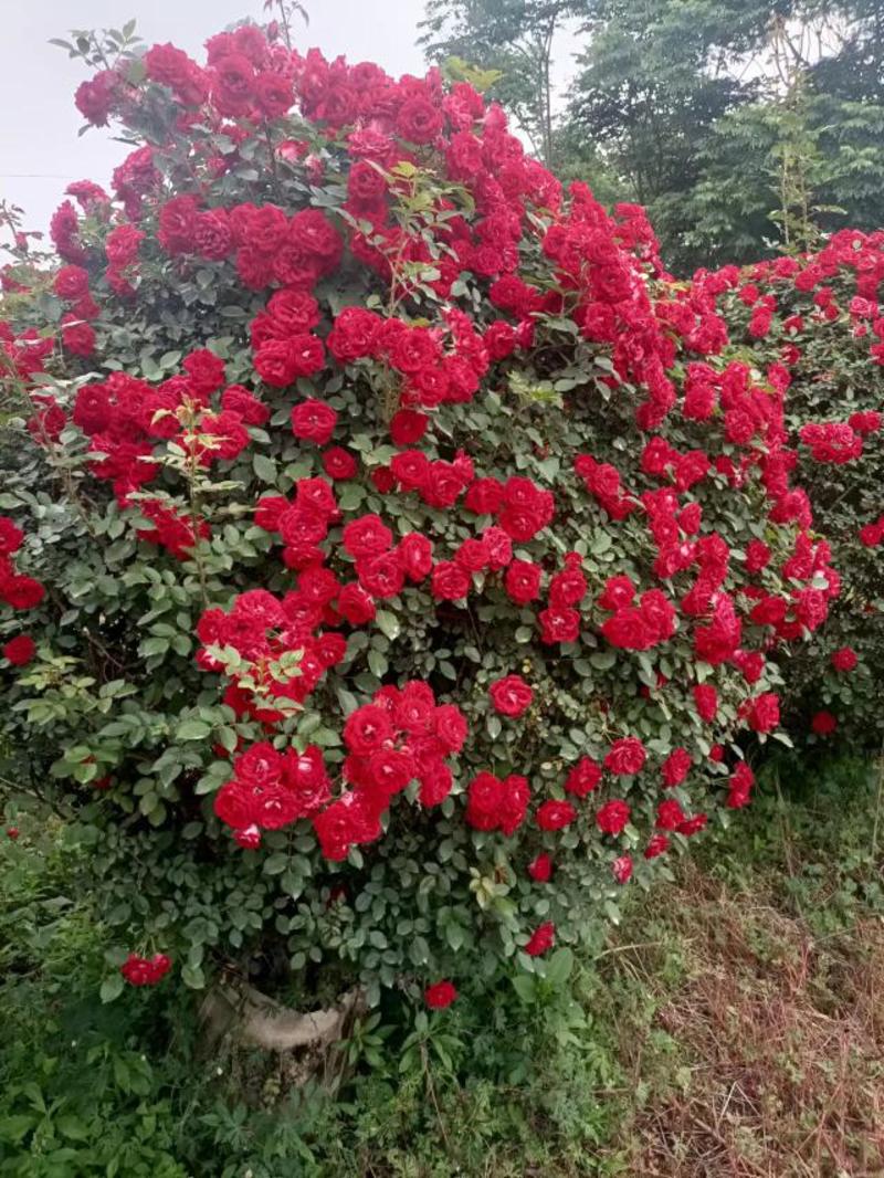 月季花球藤本月季观赏月季好成活基地直发一次合作终身朋友