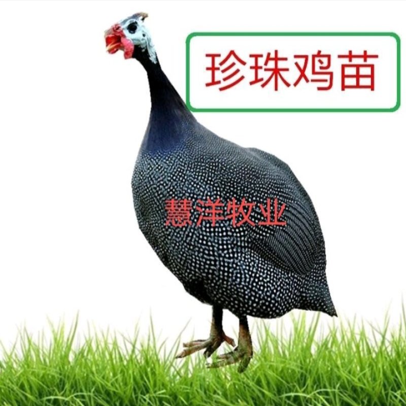 【推荐】珍珠鸡苗厂家直发质量保证诚信企业欢迎来电订购