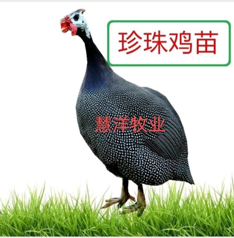 【推荐】珍珠鸡苗厂家直发质量保证诚信企业欢迎来电订购
