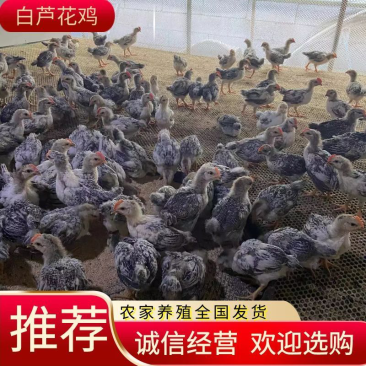 白芦花鸡苗，芦花鸡，食用级鸡，肉质鲜嫩，自家繁殖