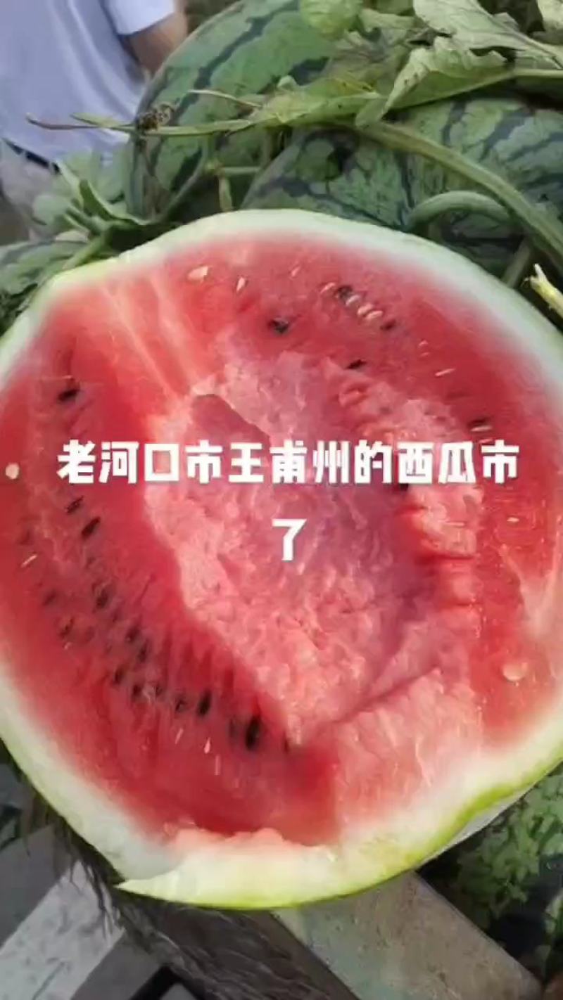 湖北露天西瓜，金城5号京欣美都西瓜，花皮原瓜