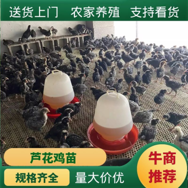正宗芦花鸡苗个大体肥自养自销肉质鲜嫩利润可观
