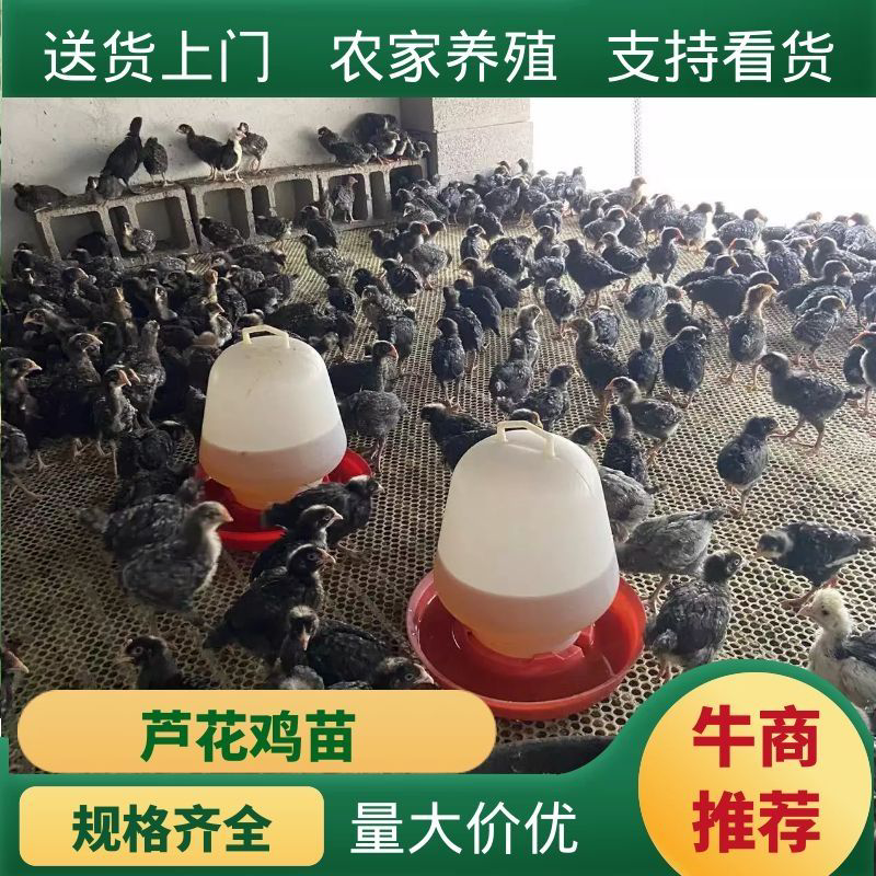 正宗芦花鸡苗个大体肥自养自销肉质鲜嫩利润可观