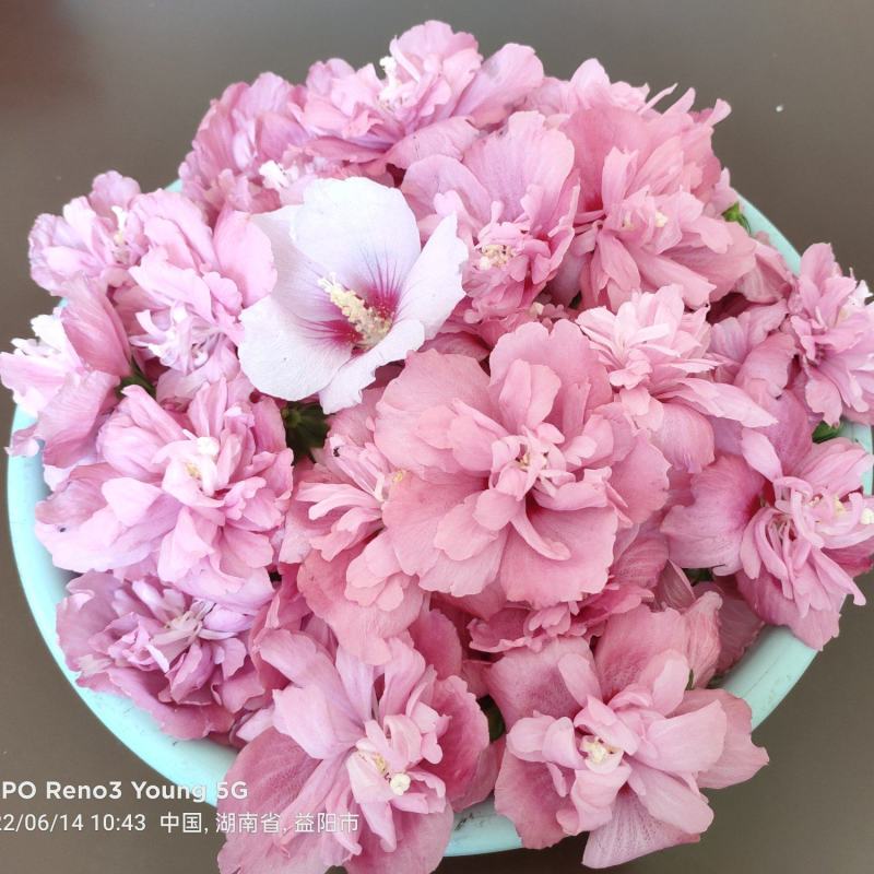 鲜食木槿花