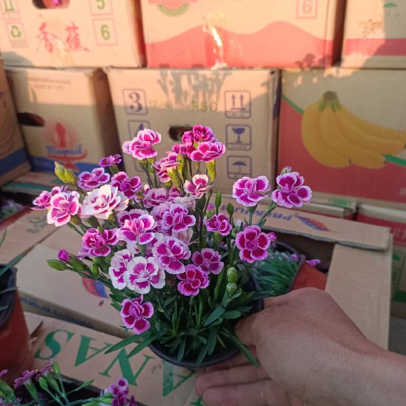 初吻石竹，产地发货，一手货源，大量上市，欢迎联系