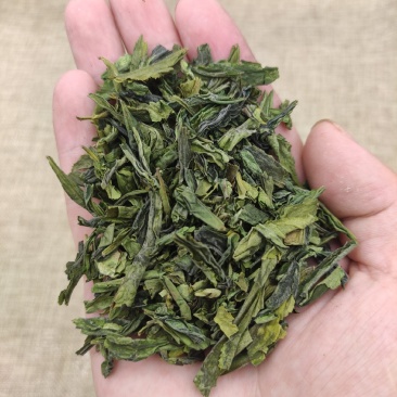 六安瓜片头采碎片