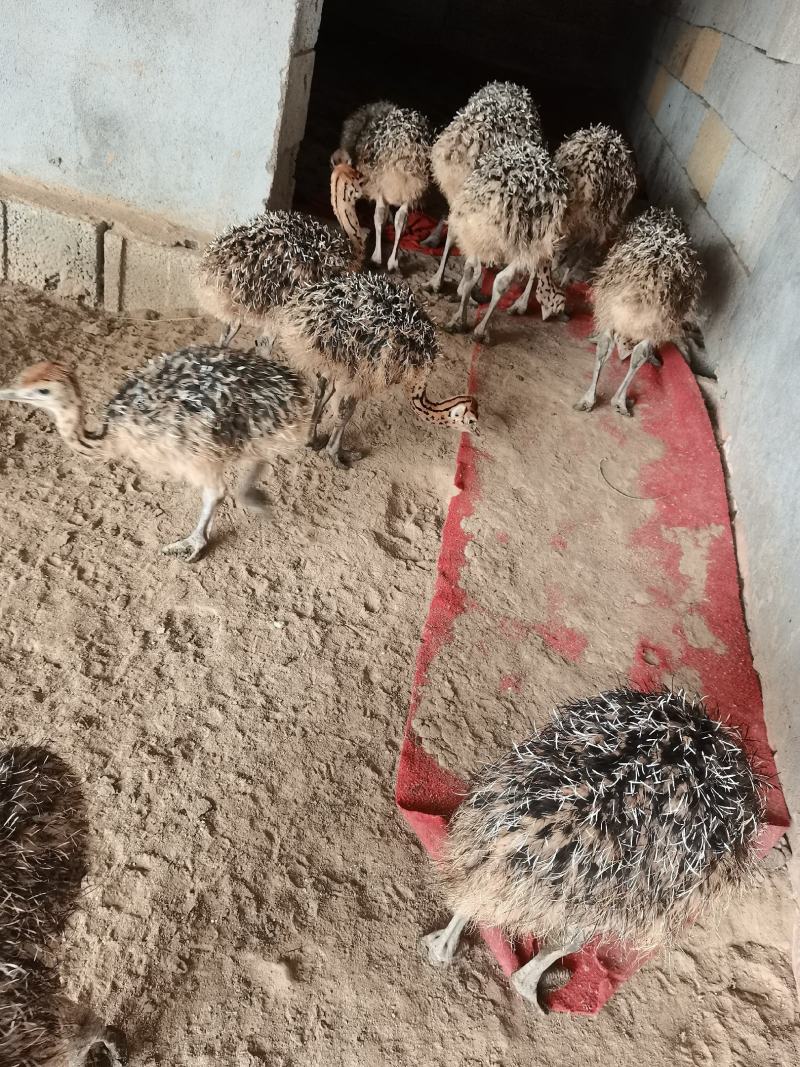 鸵鸟苗大量出售各阶段现货要的可视频挑选