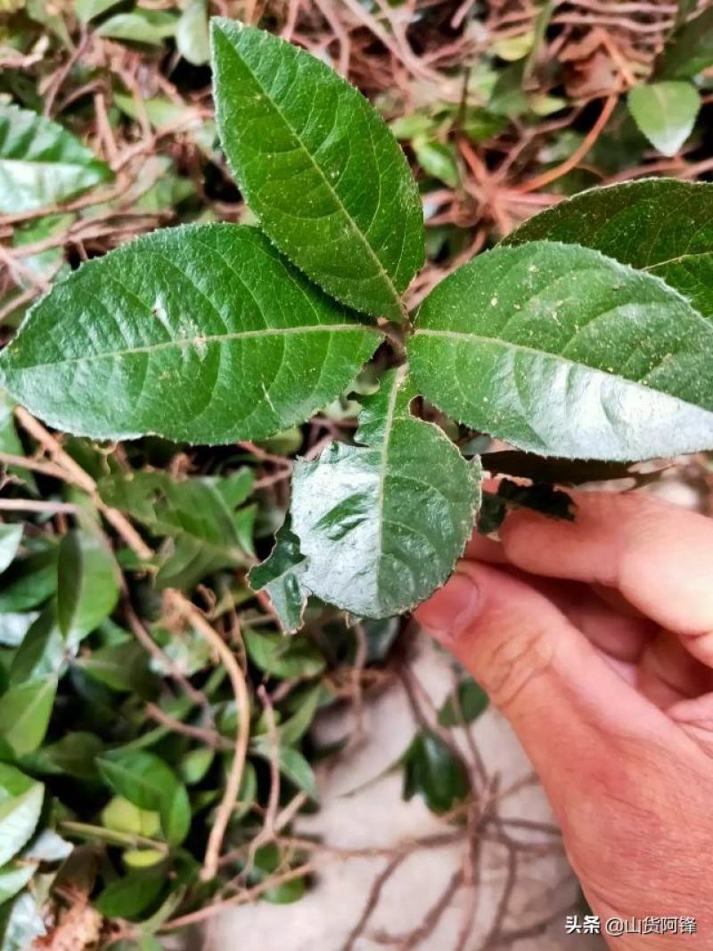 矮地茶新货野生平角木不出林紫金牛叶下红干货批发零售均可