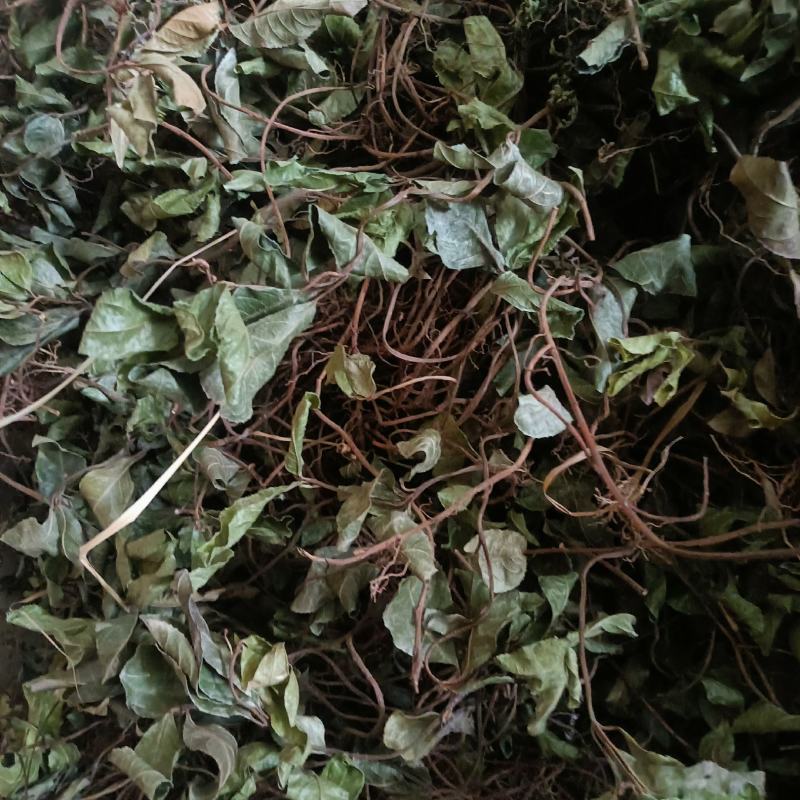 矮地茶新货野生平角木不出林紫金牛叶下红干货批发零售均可