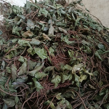 矮地茶新货野生平角木不出林紫金牛叶下红干货批发零售均可