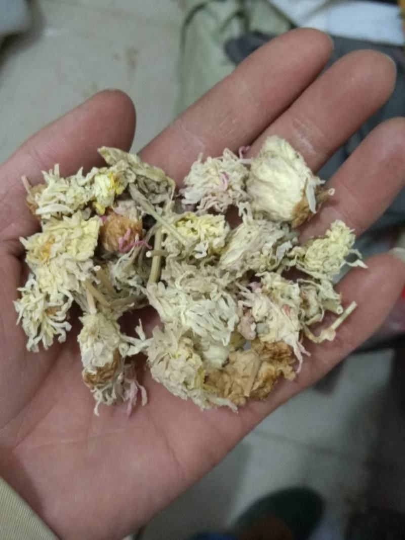 菊花河北菊花白菊花鲁舜泽中药材商行今年新货