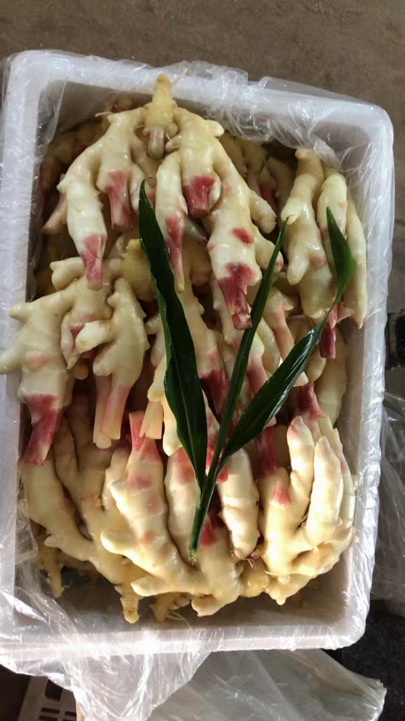 产地直销，红牙鲜姜，红牙子姜，泡菜姜，糖醋姜，新鲜直发。