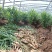 产地直销，红牙鲜姜，红牙子姜，泡菜姜，糖醋姜，新鲜直发。