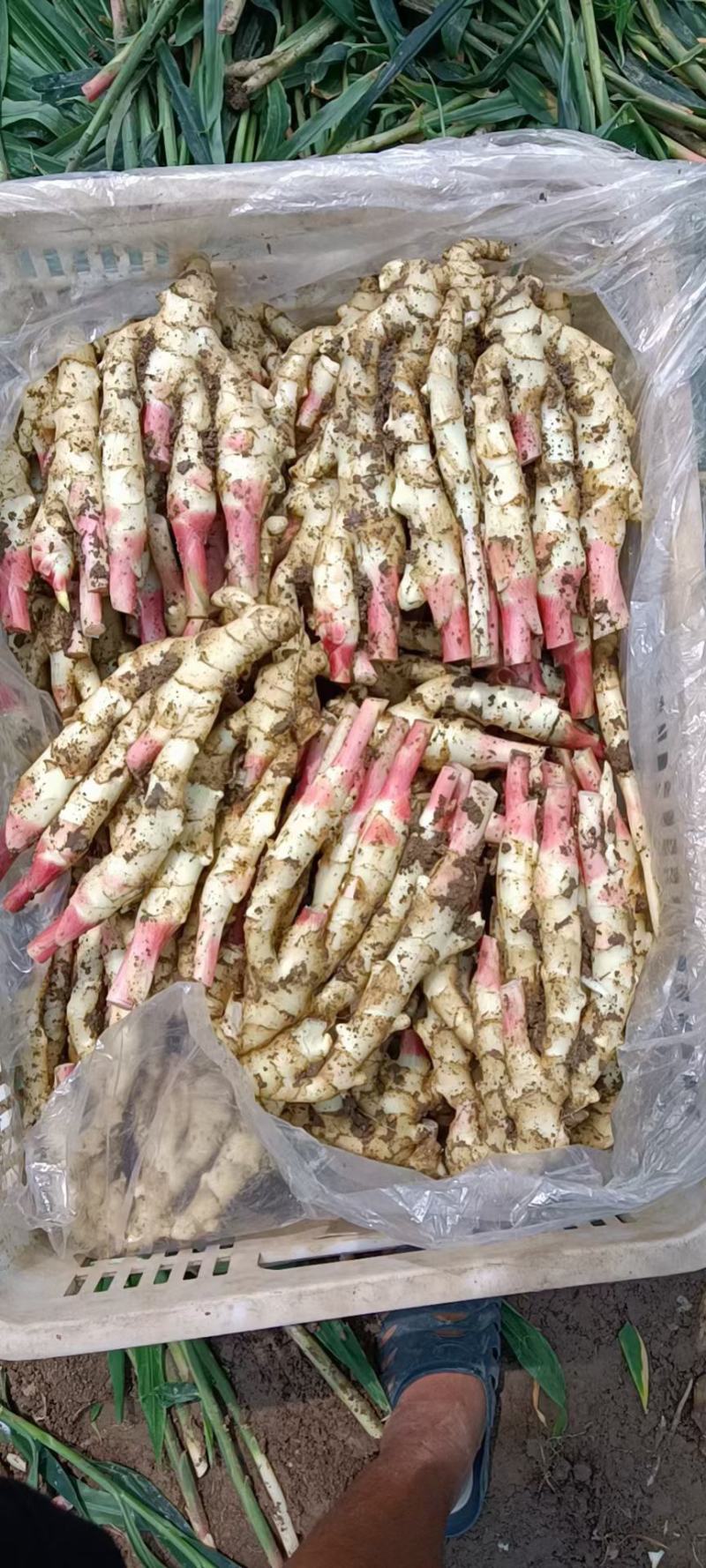 产地直销，红牙鲜姜，红牙子姜，泡菜姜，糖醋姜，新鲜直发。