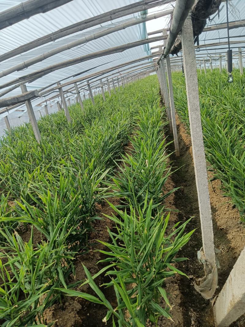 产地直销，红牙鲜姜，红牙子姜，泡菜姜，糖醋姜，新鲜直发。