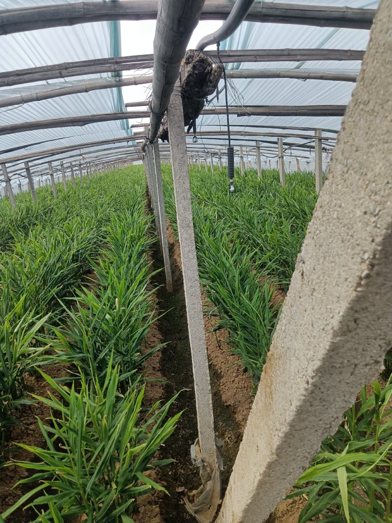 产地直销，红牙鲜姜，红牙子姜，泡菜姜，糖醋姜，新鲜直发。