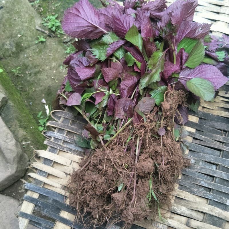 野生紫苏苗，天然生长无化肥农药污染药用价值多！！！！！！
