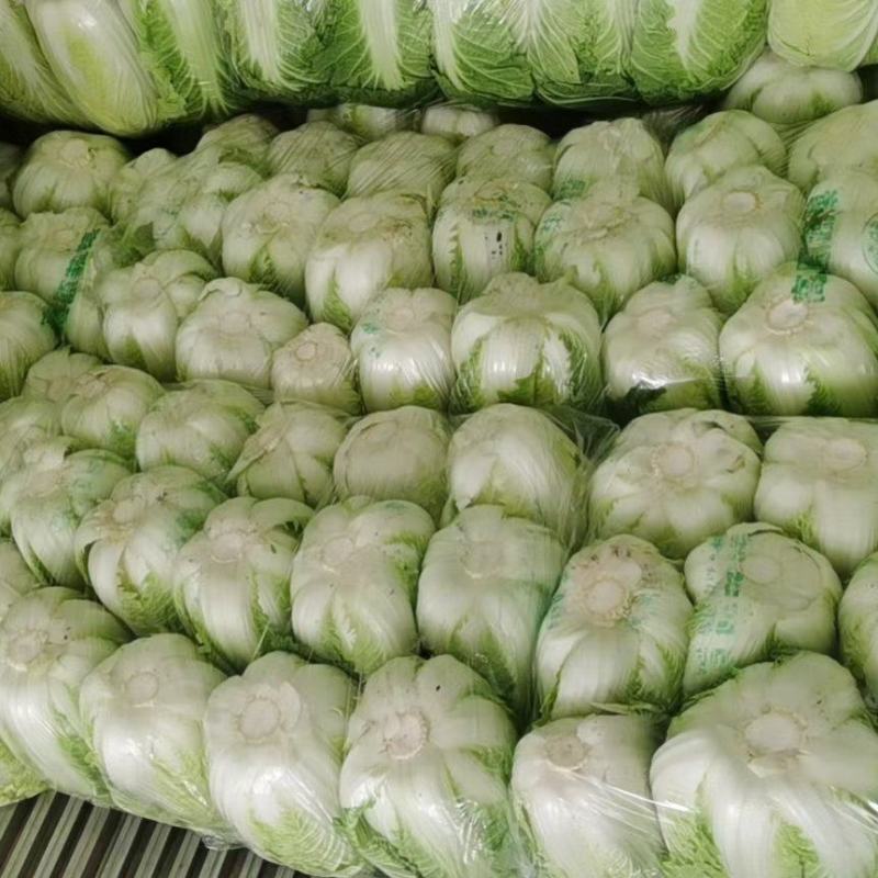 黄心大白菜，大量上市中，种植基地直供，专业工人装车发货