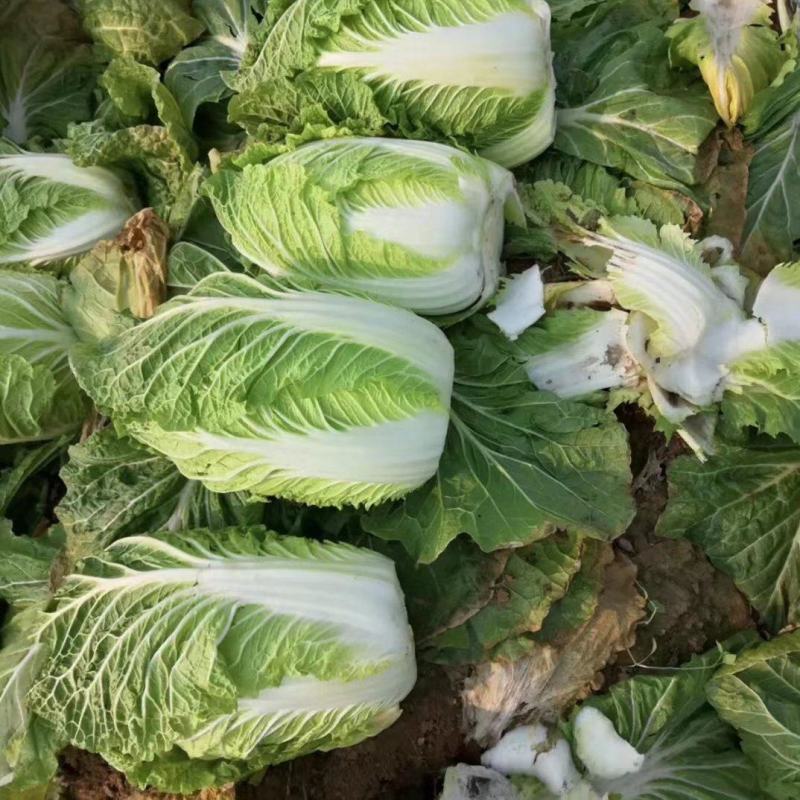 黄心大白菜，大量上市中，种植基地直供，专业工人装车发货