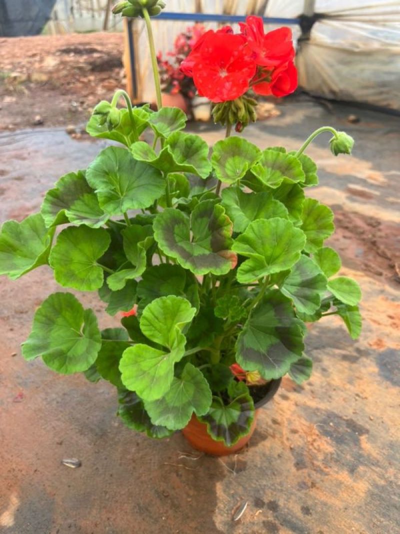 云南昆明天竺葵基地直供一手货源充足品质保证价格美丽