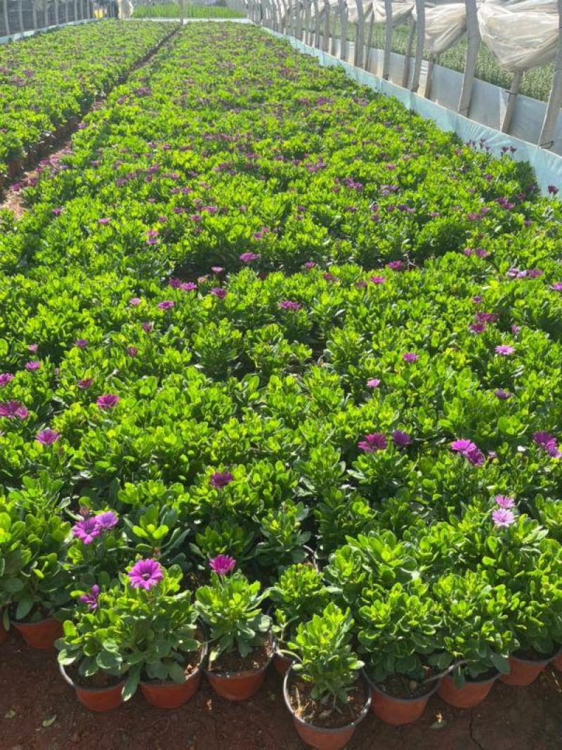云南昆明万寿菊盆景基地直供一手货源批发品质保证价格美