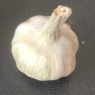 豆虫