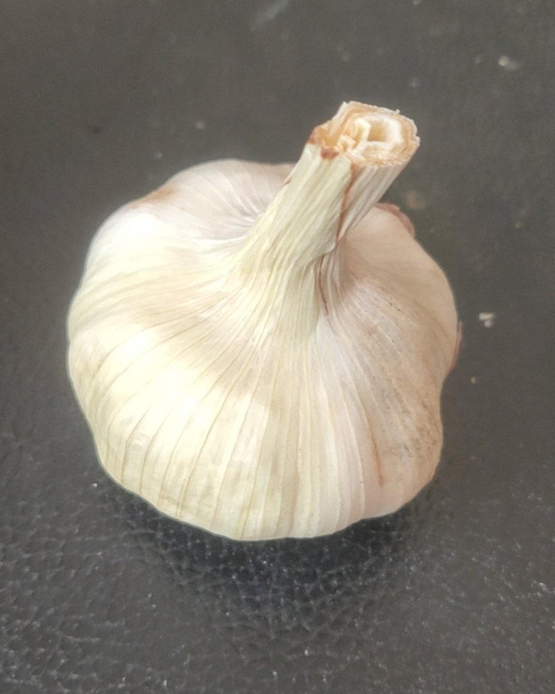 豆虫