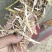 正阳县丰源草业，主营花生秧牛羊草料，花生秧，小麦秸秆，