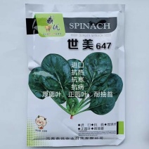 世美647菠菜种子半直立性品种耐热性强商品性强收期长