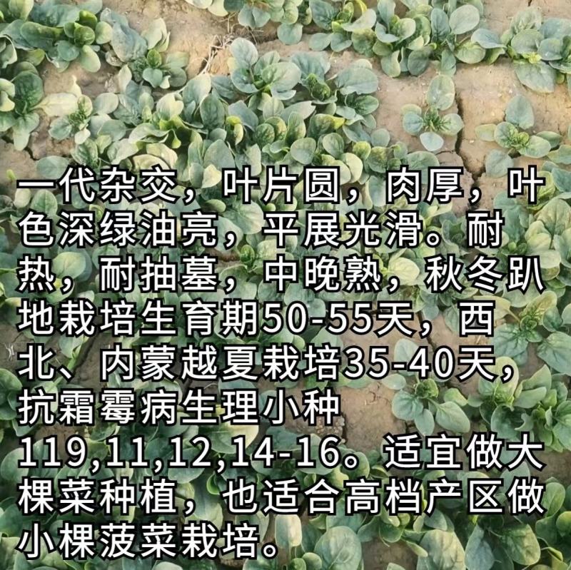 世美647菠菜种子半直立性品种耐热性强商品性强收期长
