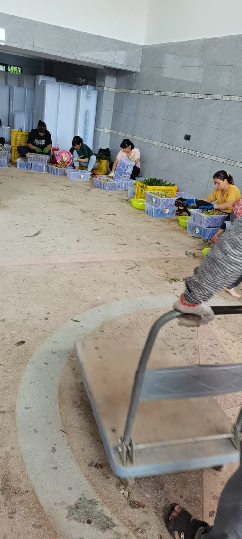 灵山妃子笑