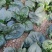 世美647菠菜种子半直立性品种耐热性强商品性强收期长