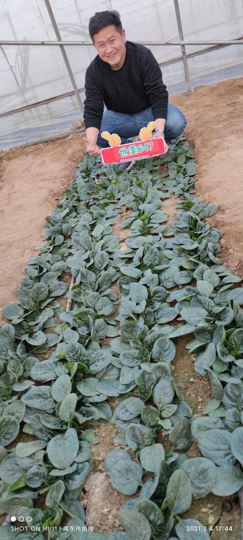 世美647菠菜种子半直立性品种耐热性强商品性强收期长