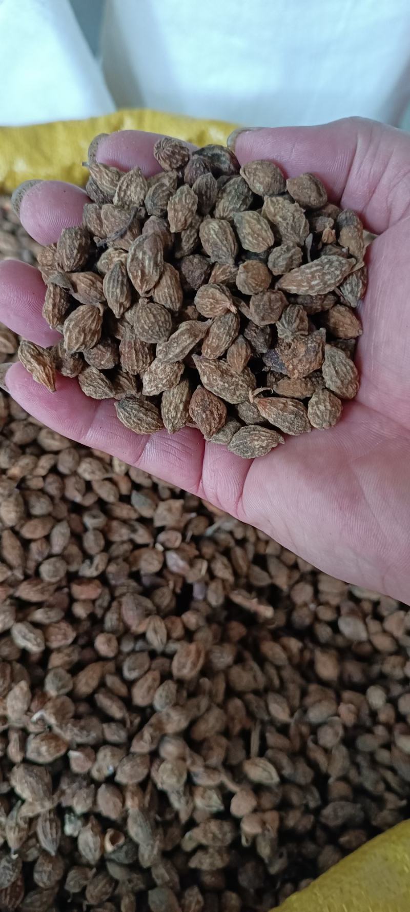 海南新货益智仁，广东新货，非诚勿扰