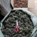 贵州全草类野生无硫中药材车前草干货水洗晒干车前草干品