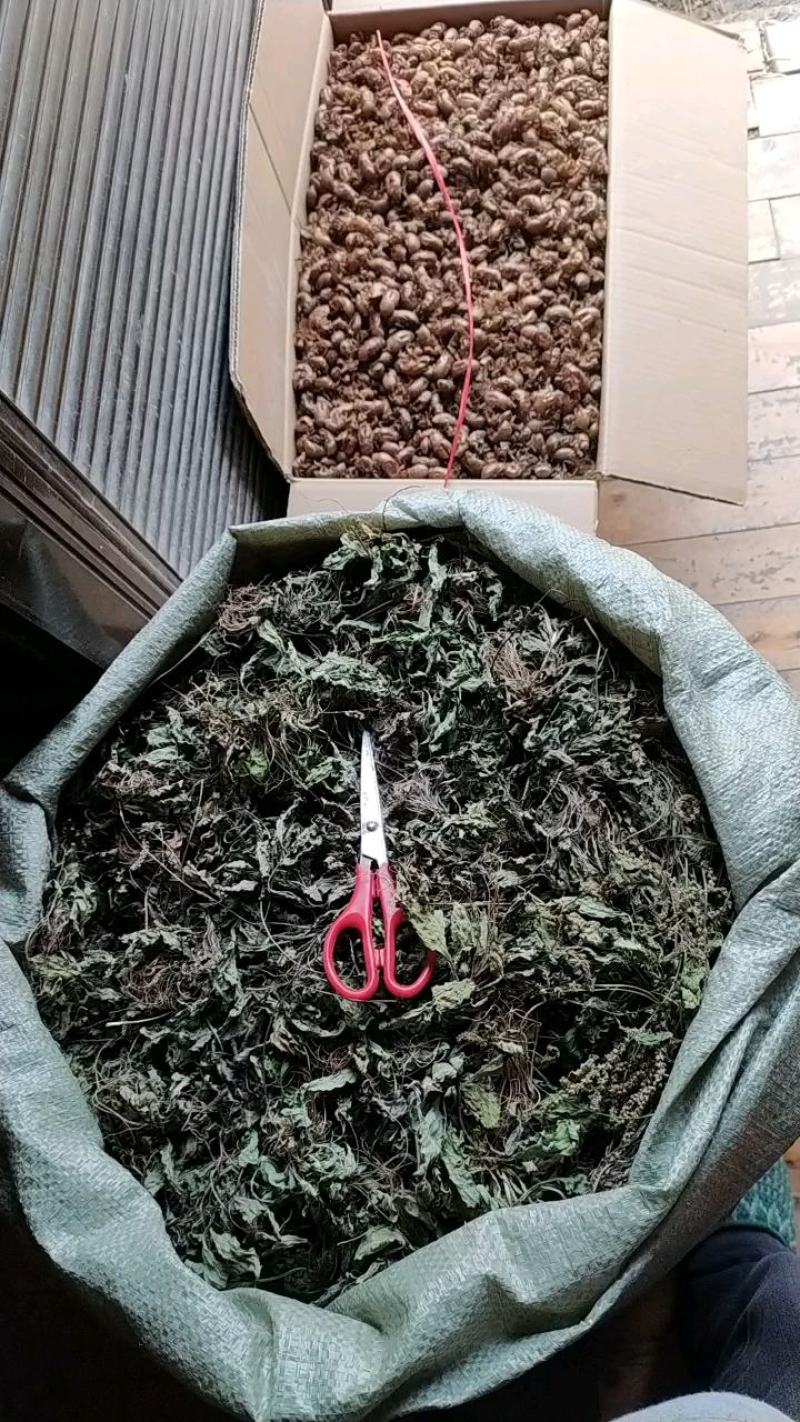贵州全草类野生无硫中药材车前草干货水洗晒干车前草干品