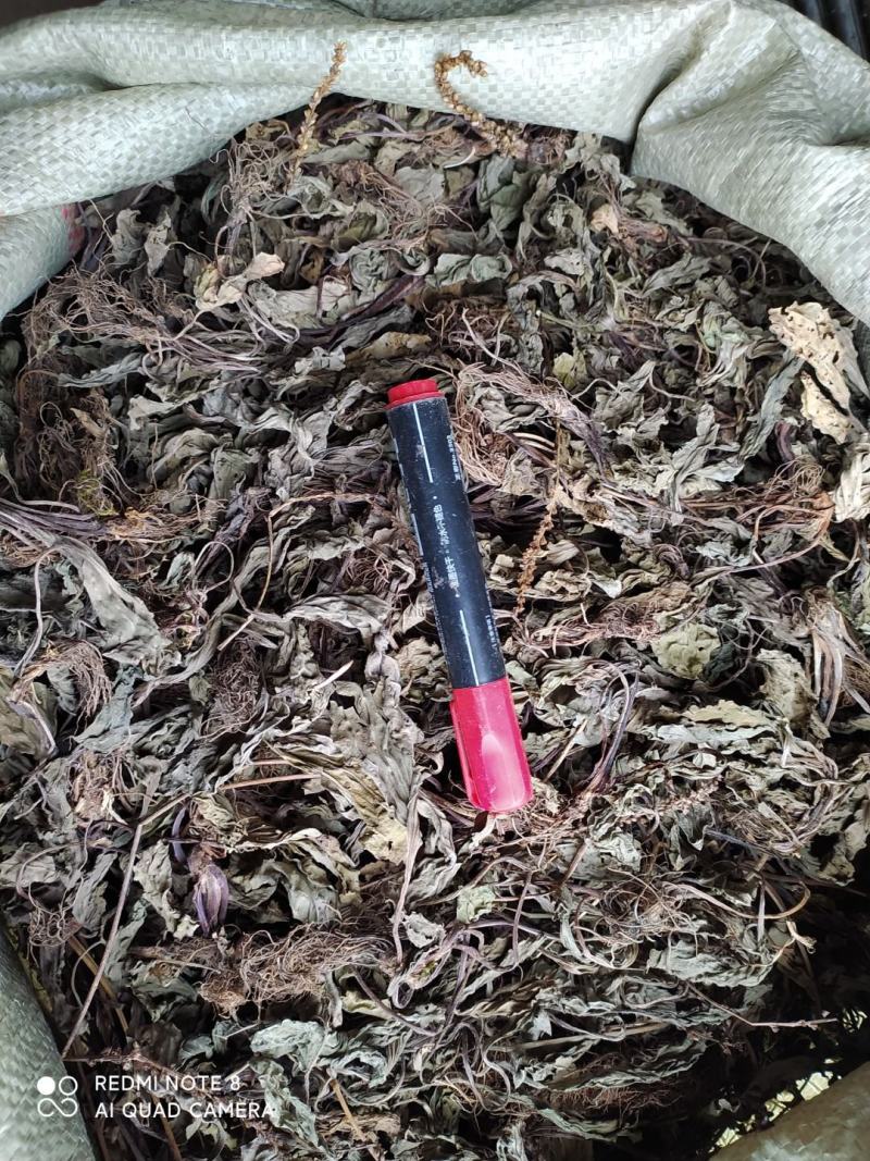 贵州全草类野生无硫中药材车前草干货水洗晒干车前草干品