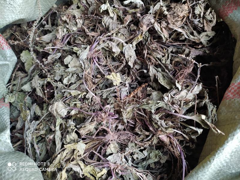 贵州全草类野生无硫中药材车前草干货水洗晒干车前草干品