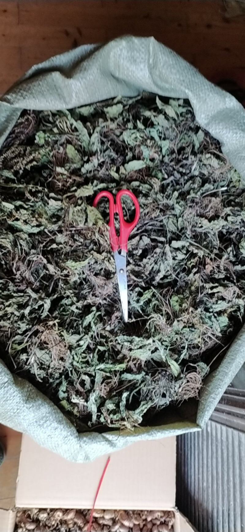 贵州全草类野生无硫中药材车前草干货水洗晒干车前草干品