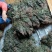 贵州全草类野生无硫中药材车前草干货水洗晒干车前草干品