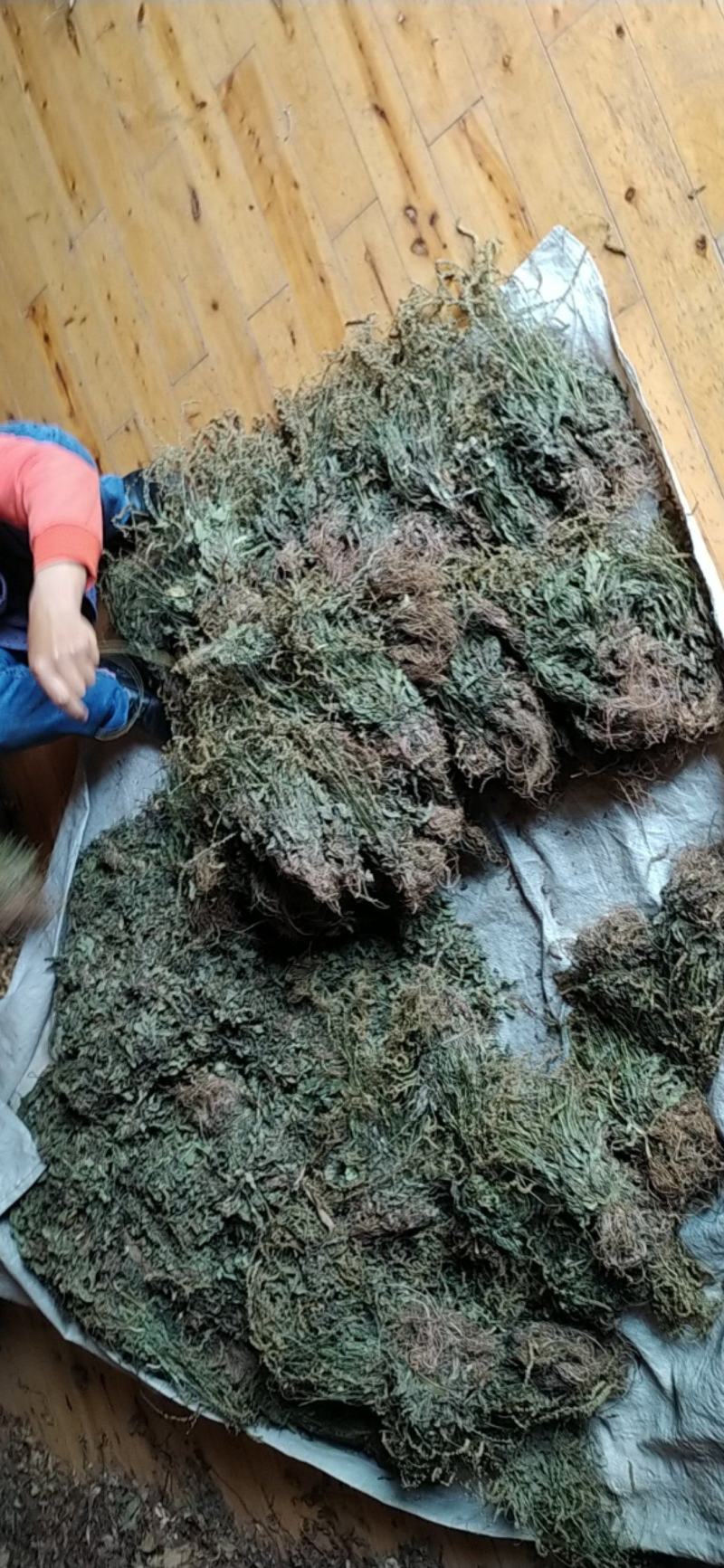 贵州全草类野生无硫中药材车前草干货水洗晒干车前草干品