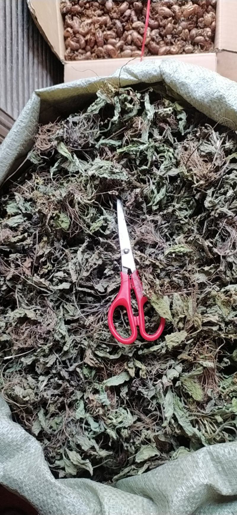 贵州全草类野生无硫中药材车前草干货水洗晒干车前草干品
