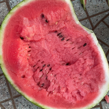 大棚甜王